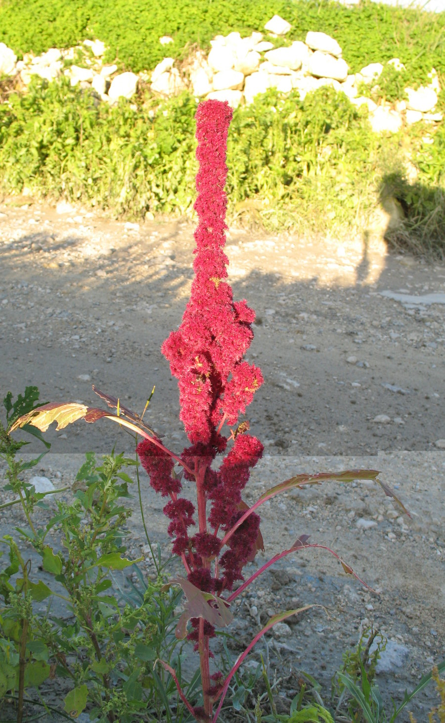 pic of whole plant including leaves.