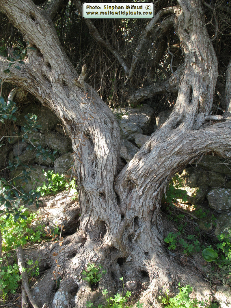 More pics from the largest Olive I have seen!