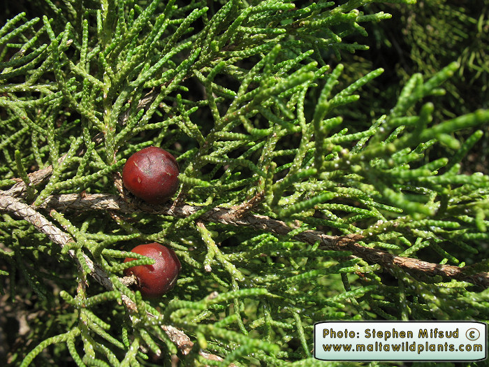 Ripe fruit are brown and can be crushed with fingers to give an aromatic smell. Gin is made out of it.