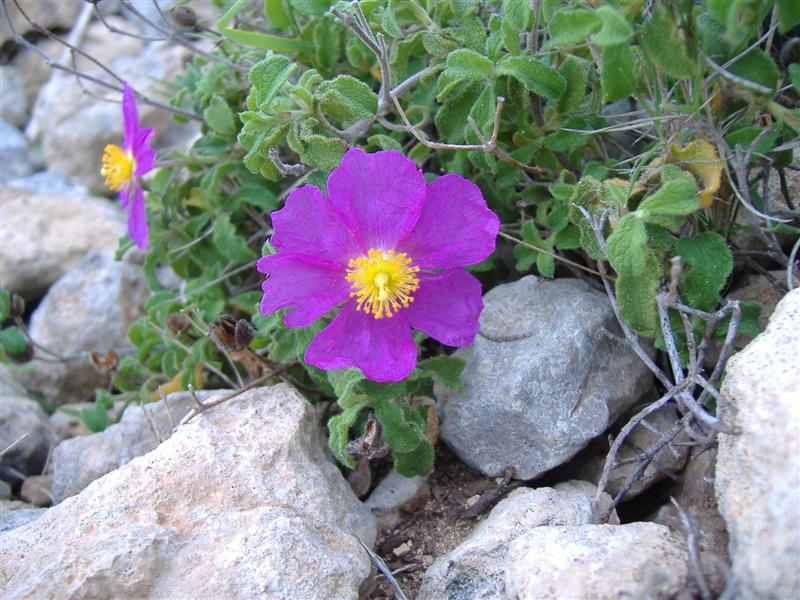 cistus nov 2006 1 (Medium).JPG