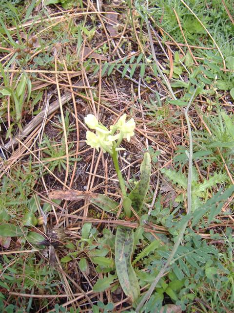 Orchid sp 2. About 1400m
