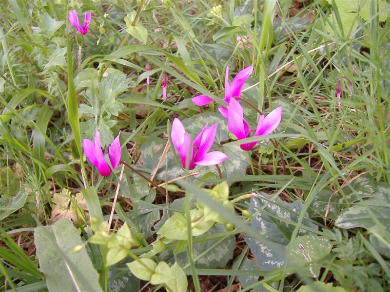 Cyclamen at about 1300m, Nebrodi