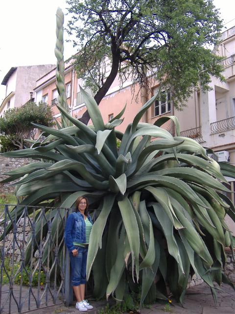 Giant Agave sp.