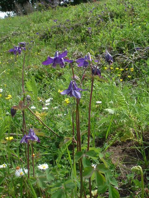 Of course not an orchid but nice, very.