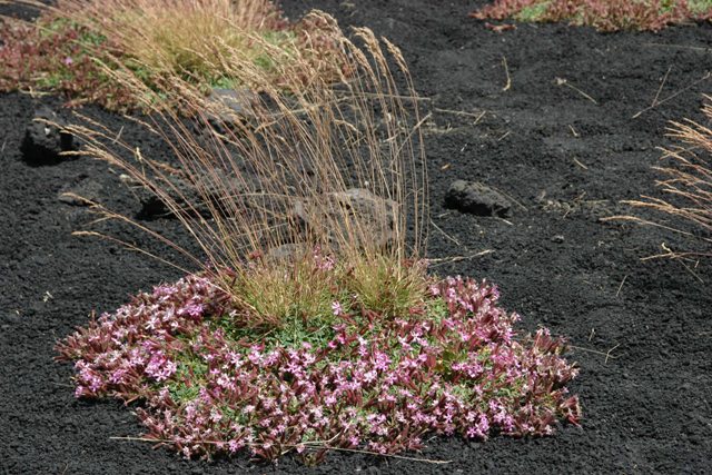 Petrorhagia saxifraga ssp saxifraga & Poa violacea ssp aetnensis 4280a forum.jpg