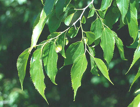 Celtis.australis.st2.jpg