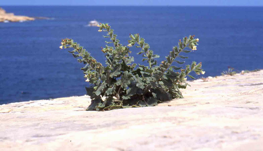 Hyoscyamus albus green.jpg