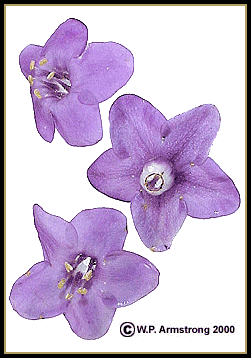 flowers_.gif