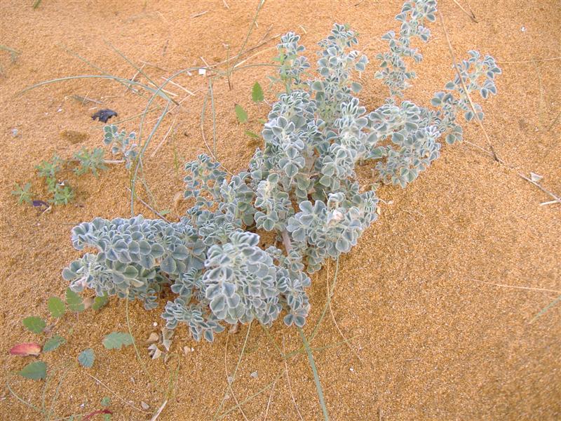 sea medick
