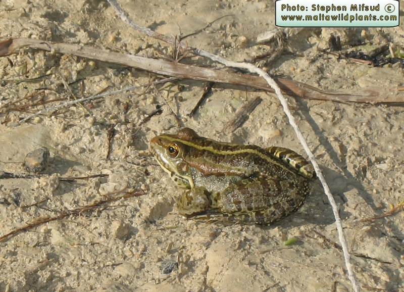 Another specimen