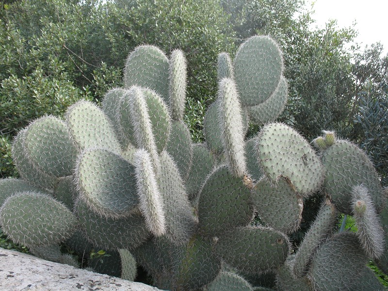 Spiny