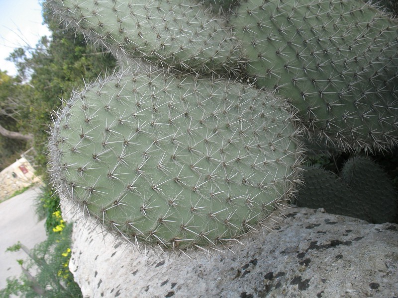 Spiny