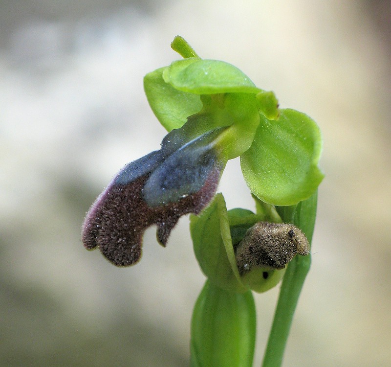 Close up of flower. Underside not red.