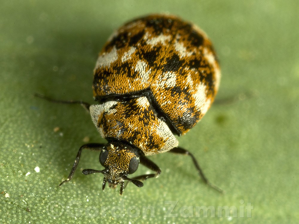 Varied Carpet Beetle - Anthrenus verbasci - International