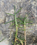 Cenchrus clandestinus / Grass