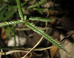 Eleusine africana / Grass