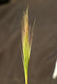 Festuca fasciculata / Grass