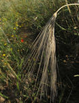 Hordeum vulgare / Grass