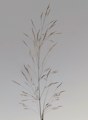 Oloptum miliaceum / Grass