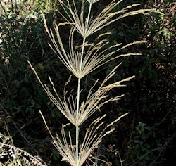 Oloptum thomasii / Grass