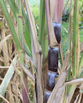 Saccharum officinarum / Grass