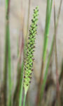 Setaria parviflora / Grass