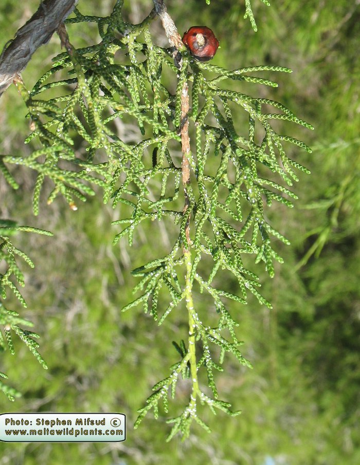 Phoenician Juniper 10 Seeds Juniperus phoenicea 