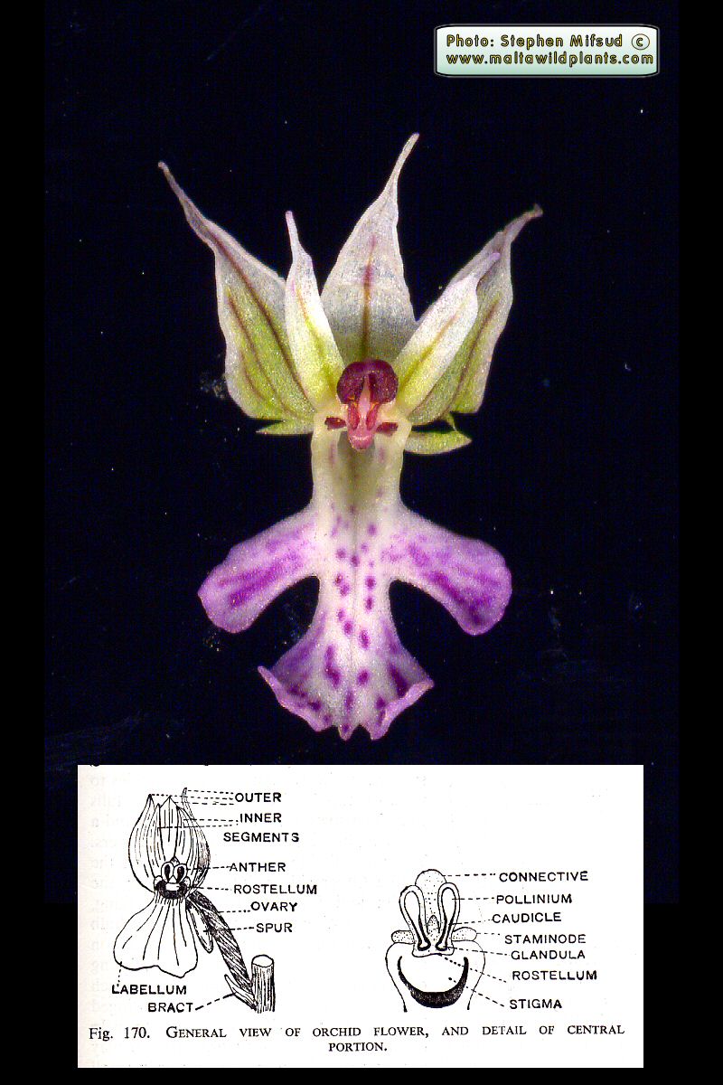 Nannotinea Simplex MaltaWildPlants.com - the online Flora of the Maltese Islands.