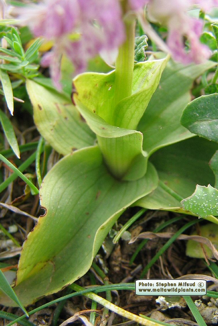 Nannotinea Simplex MaltaWildPlants.com - the online Flora of the Maltese Islands.