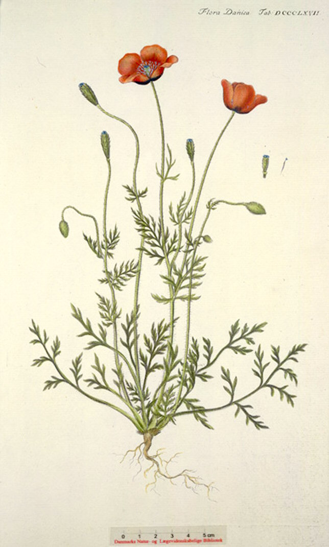 Papaver hybridum (Rough poppy) : MaltaWildPlants.com - the online Flora ...