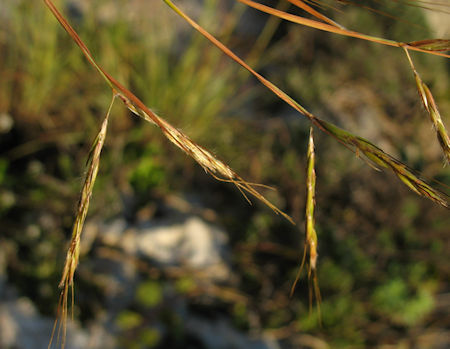 Hyparrhenia hirta (Beard Grass) : MaltaWildPlants.com - the online ...